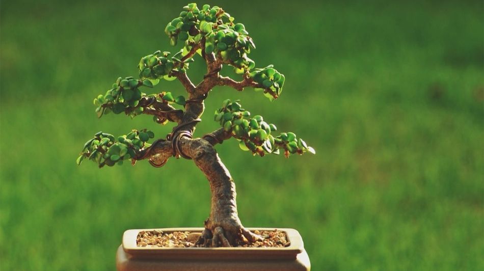 Bonsai Trees