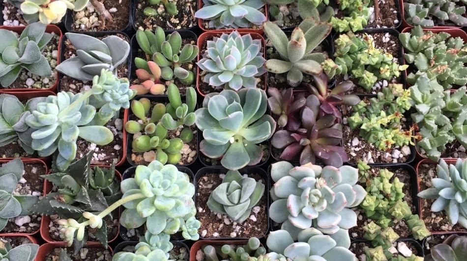 Succulents